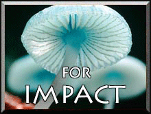 MUSHROOMS FOR IMPACT