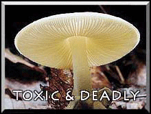TOXIC & DEADLY MUSHROOMS