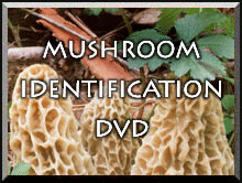 MIT DVD