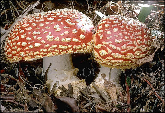 Amanita muscaria