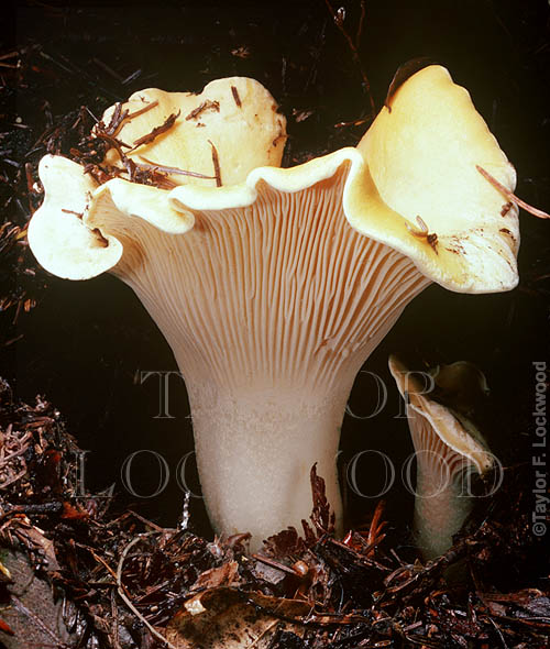 Cantharellus cibarius