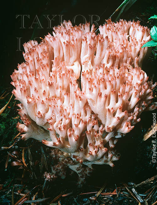 Ramaria botrytis