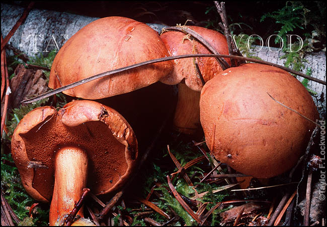 Chalciporus piperatus