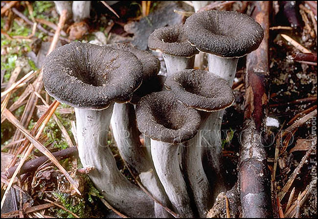 Craterellus cornucopioides