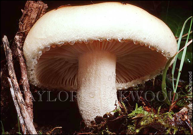 Hygrophorus eburneus