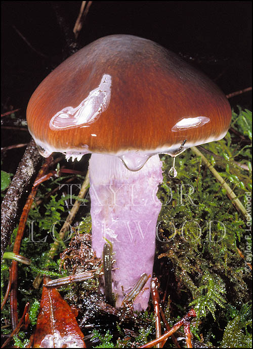 Cortinarius vanduzerensis