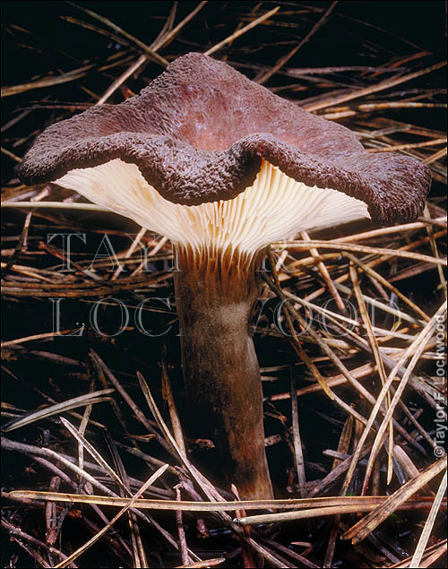 Lactarius fallax