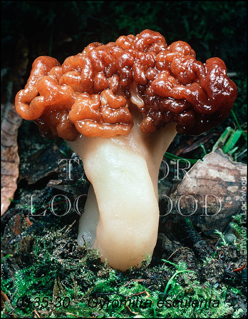 Gyromitra esculenta