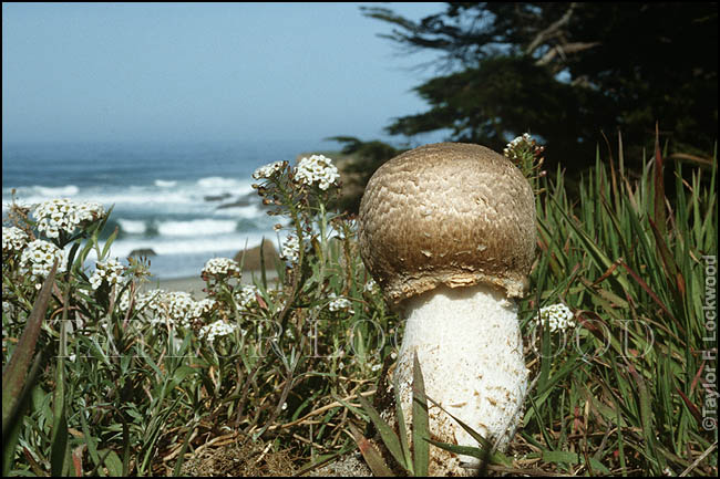 Agaricus augustus