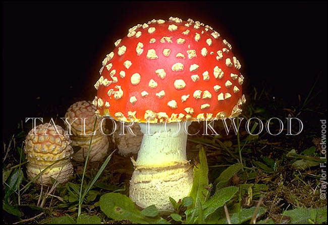 Amanita muscaria