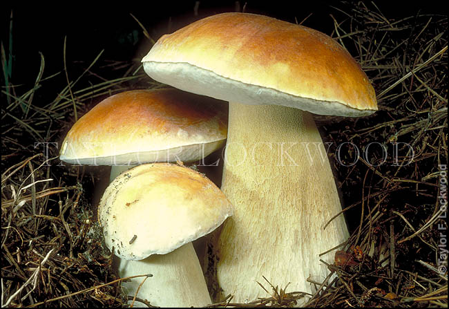 Boletus edulis