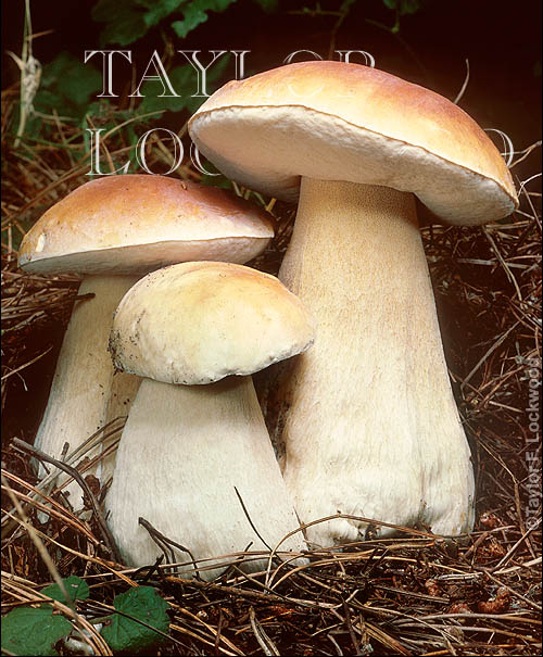 Boletus edulis