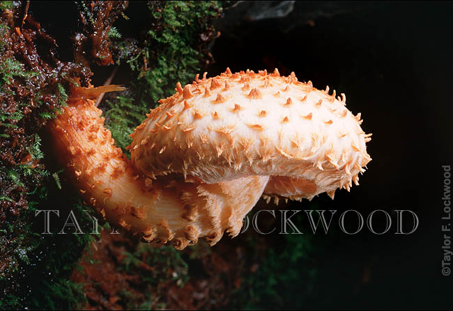 Pholiota squarrosa