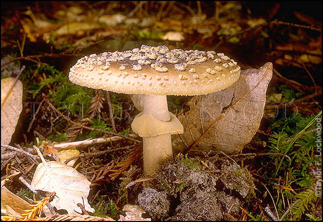 Amanita franchetii