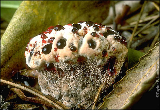 Hydnellum peckii