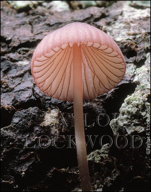 Mycena purpureofusca