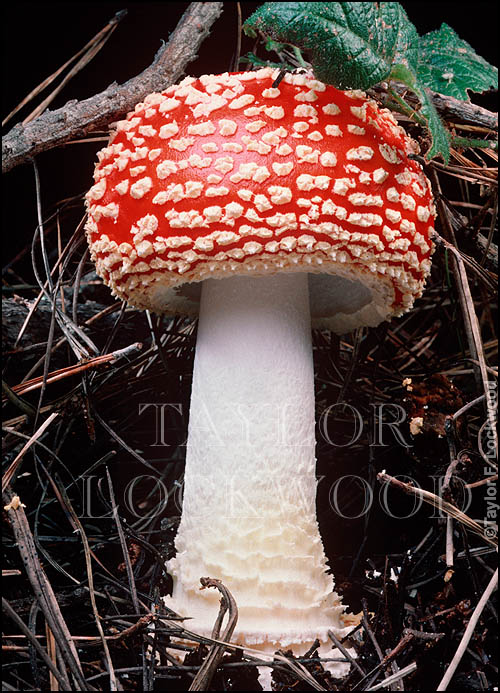 Amanita muscaria