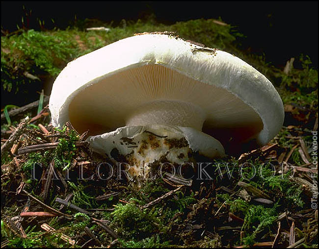 Tricholoma magnivelare