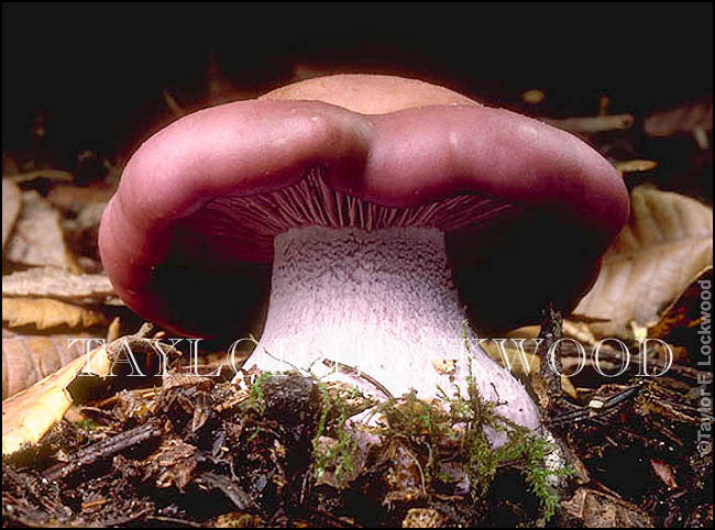 Clitocybe nudum