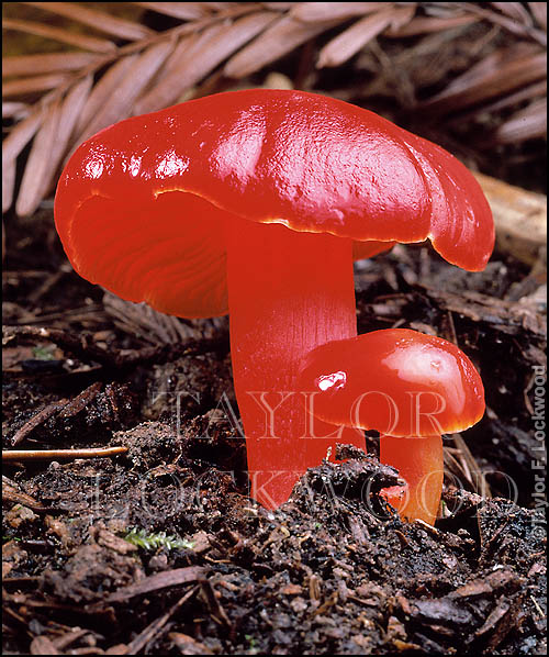 Hygrocybe coccinea