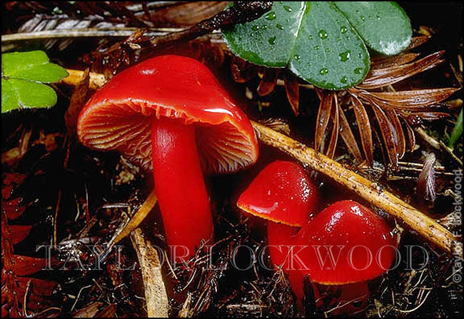 Hygrocybe coccinea