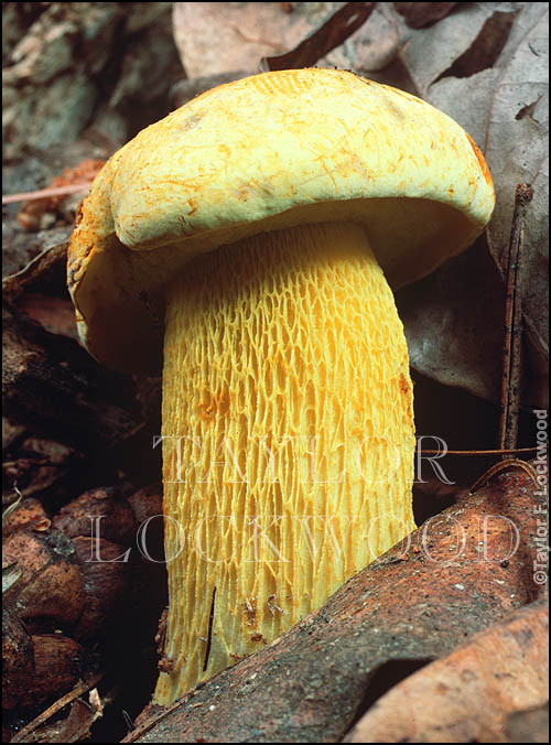 Boletus ornatipes