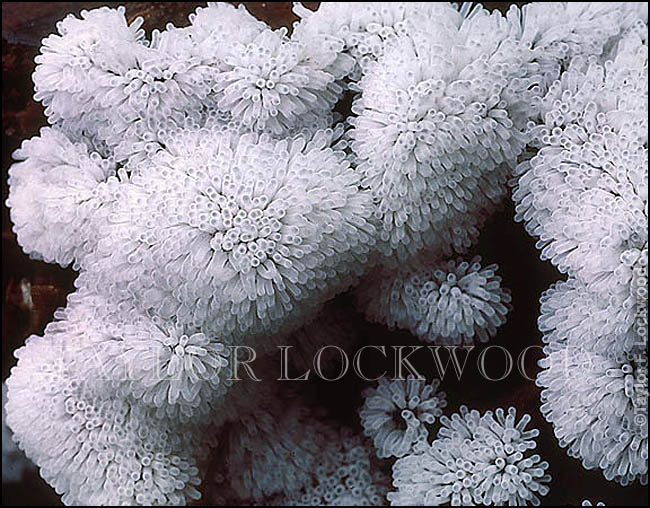 Ceratiomyxa fruticulosa