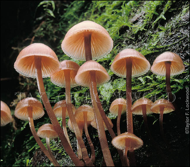 Mycena haematopus