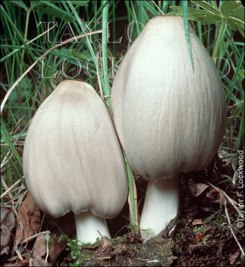 Coprinopsis atramentarius