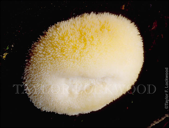 Hericium erinaceus