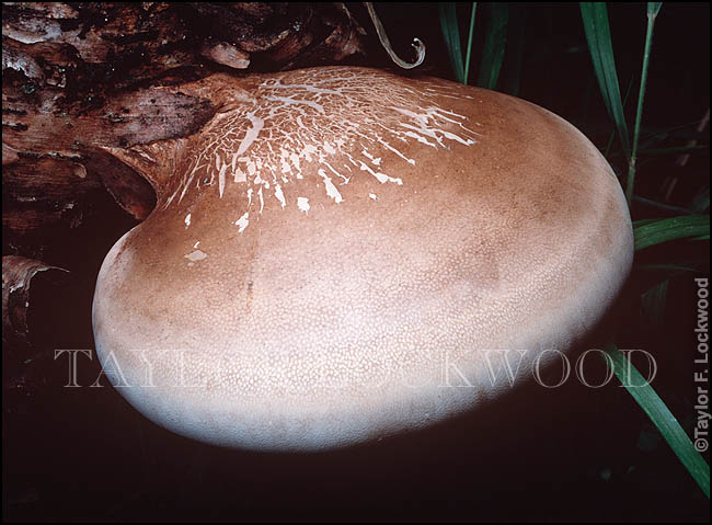 Piptoporus betulinus