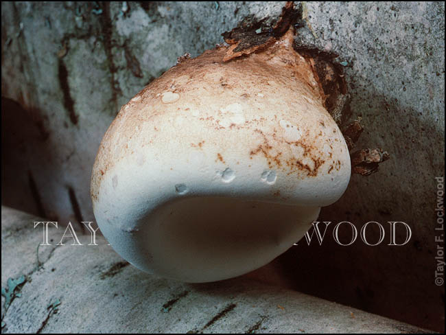 Piptoporus betulinus