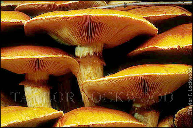 Gymnopilus spectabilis