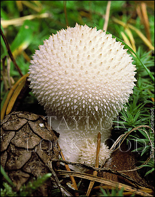 Lycoperdon perlatum