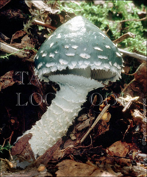 Stropharia aeruginosa