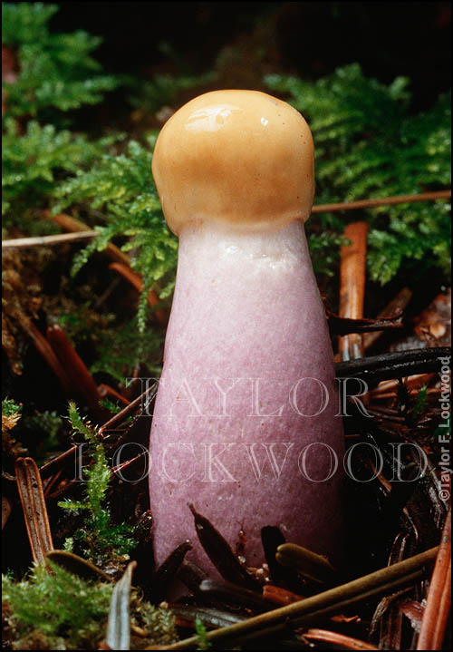 Cortinarius vanduzerensis