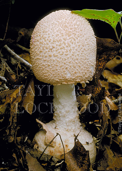 Amanita sp.