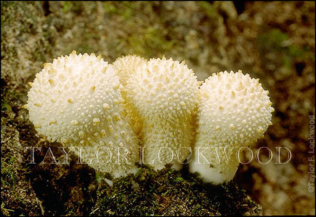 Lycoperdon perlatum