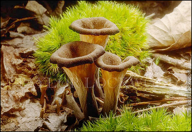 Craterellus cornucopioides