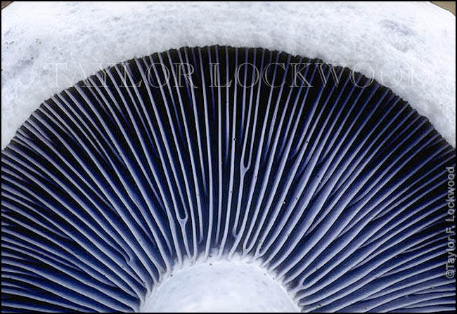 Lactarius indigo