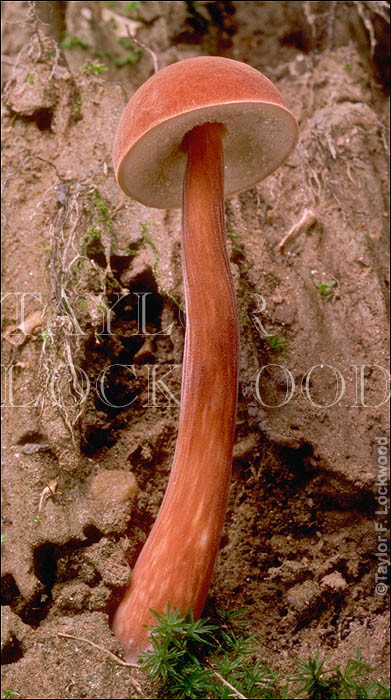 Austroboletus gracilis