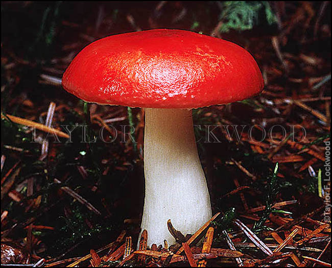 Russula emetica