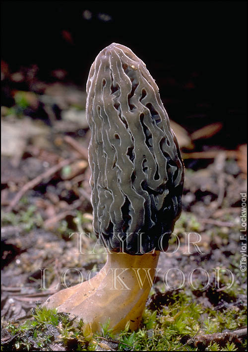 Morchella elata