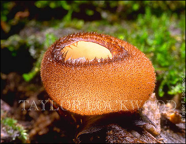 Humaria hemisphaerica