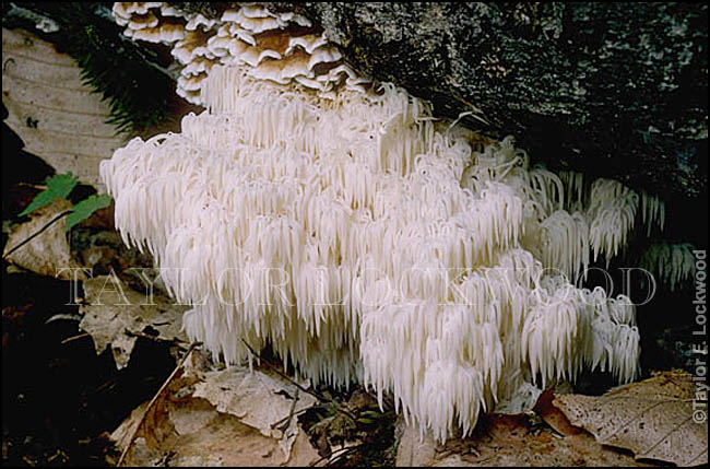 Hericium coralloides