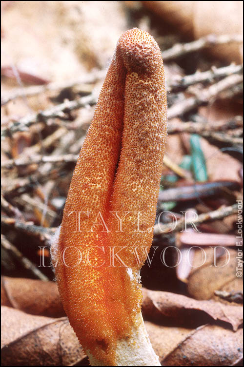 Cordyceps militaris