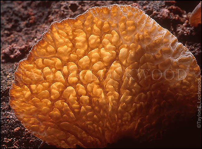 Auricularia delicata - Australia