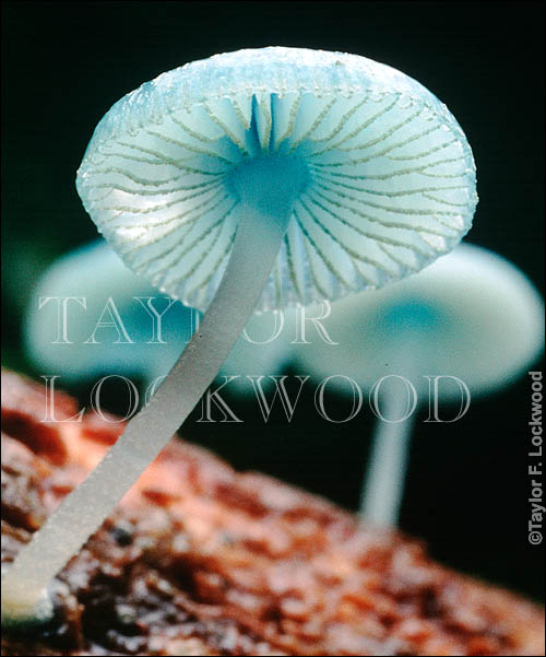 Mycena interrupta