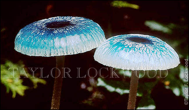 Mycena interrupta