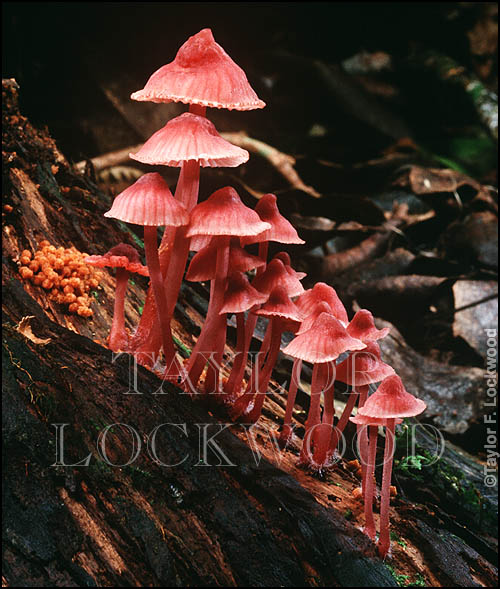 Mycena sp.